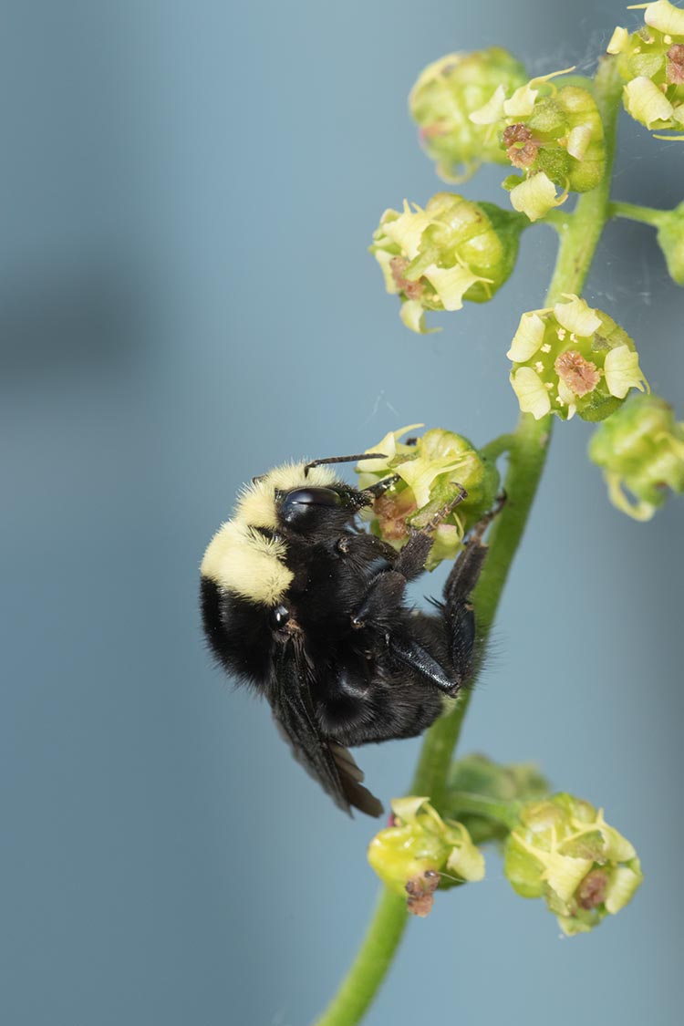 Bubble bee on small yellow flower.