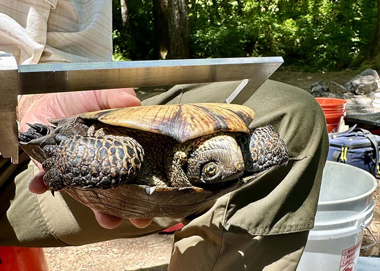 Pond turtle being held upside down by a researcher who is measuring it.