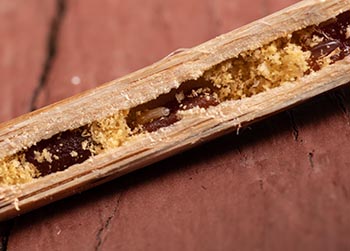 Close up of hollowed out stick with larvae.