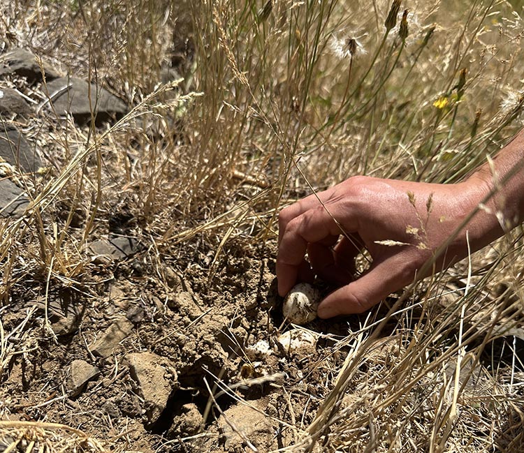 Hand picking up a pond turtle egg in a rocky nest.