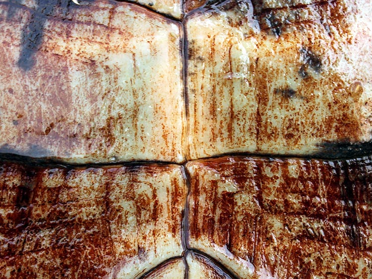 Closeup photo of a pond turtle plastron.