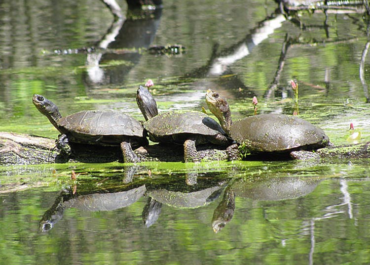 Three turtles lined up on a log. 