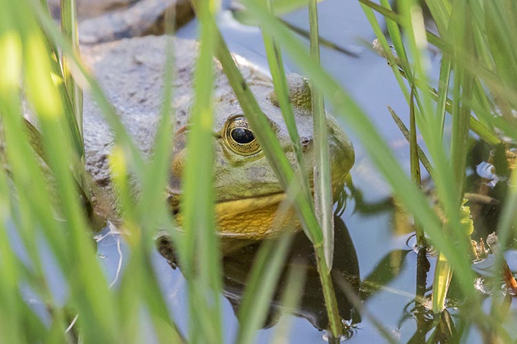 A bullfrog behind some pond grass.