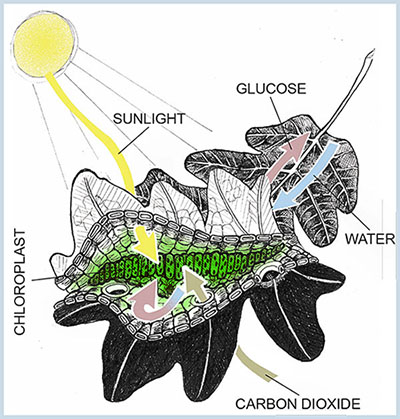 Photosynthesis diagram