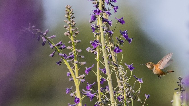 A flying hummingbird approaching a purple flowers.
