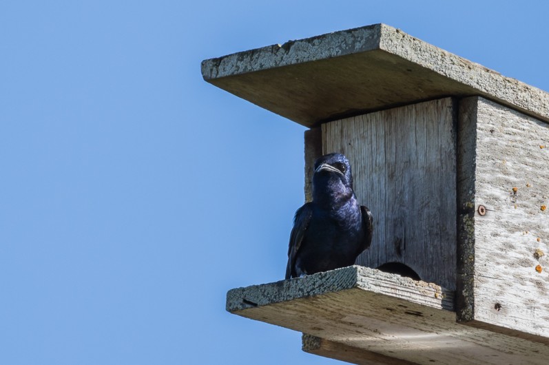 A purple martin seated on a perch near the entrance of a wooden bird house.