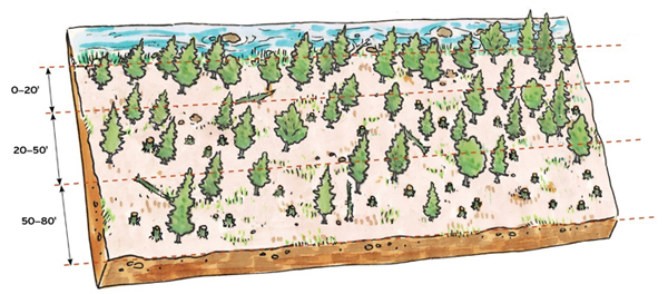 A 200-foot-long section of a Medium Type SSBT stream with tree retention for a clearcut harvest. 