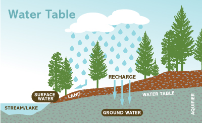 Water table in a forest