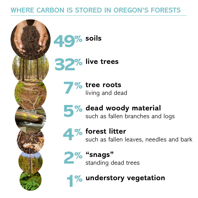 Carbon is stored in many pools in Oregon's forests