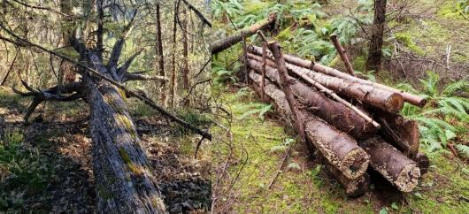 A large natural down log next to a surrogate log made up of smaller logs held together with sticks on either side. 