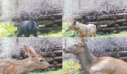 Different species of wildlife captured in front of the habitat pile, including a bear, coyote, deer and elk.