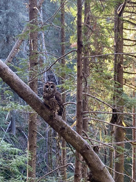 Northern spotted owl perched in a tree. 