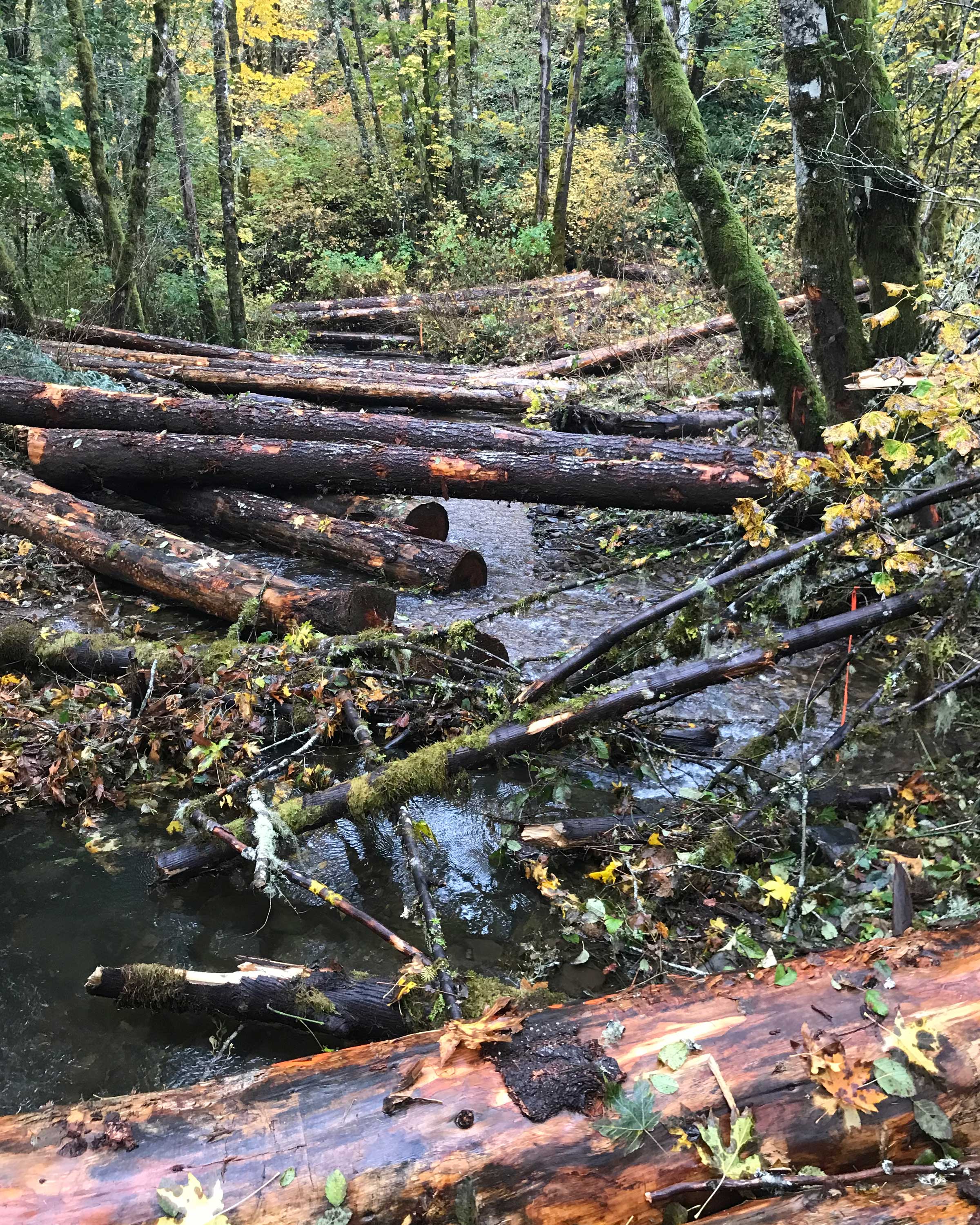 Logs in the creek.