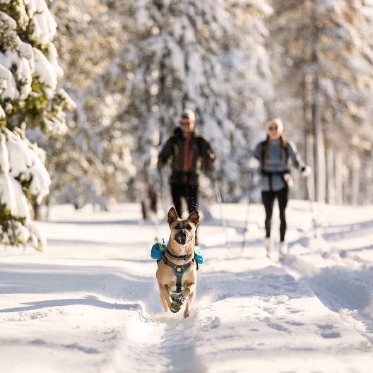 Dog running in front of two people snowshoeing.