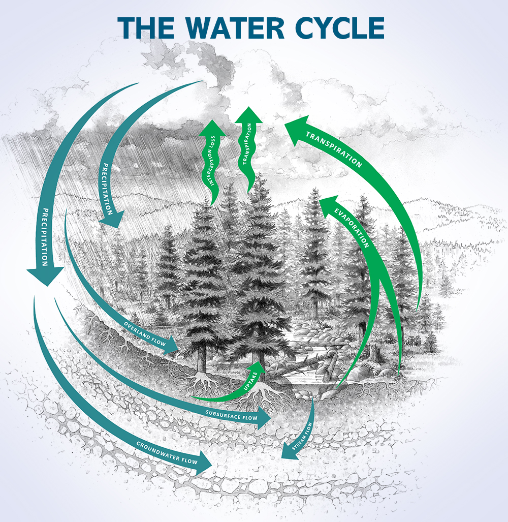 Diagram of the water cycle