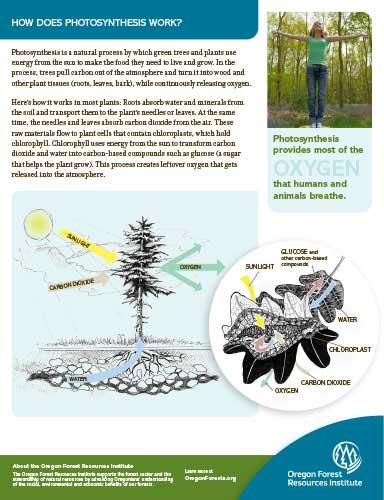 FactSheet Photosynthesis cover