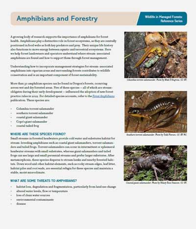 Amphibian reference sheet cover