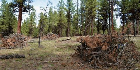 slash piles ready to be burned in eastern Oregon
