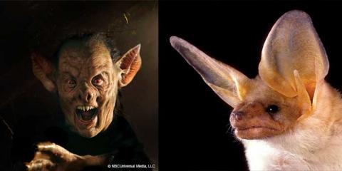 Oregon forest bat