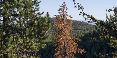 zombie tree