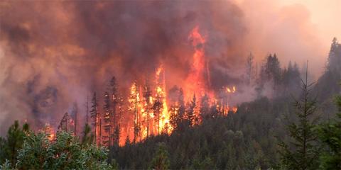 Wildfire