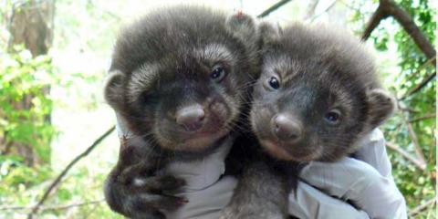 Two young fisher.