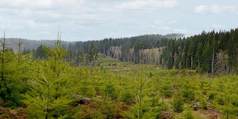 Forest