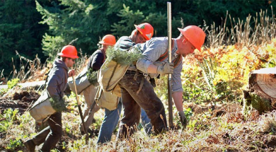 Reforestation in Oregon