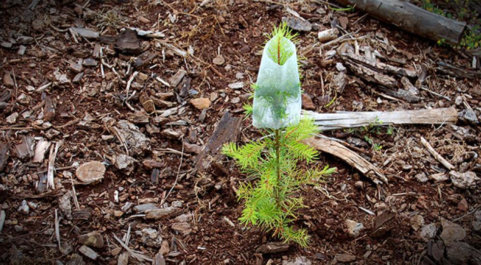 Douglas-fir seedling by Jordan Benner