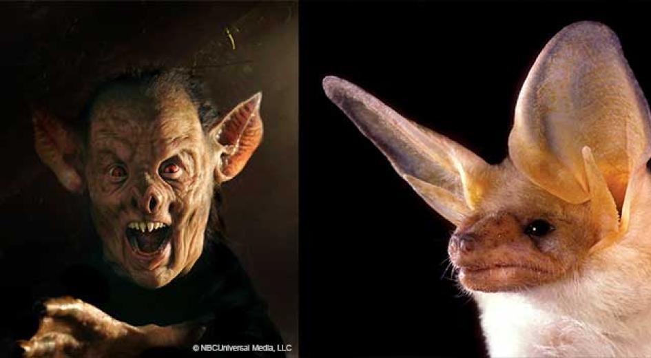 Oregon forest bat