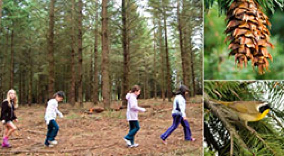 Explore the Forest Teacher's Guide