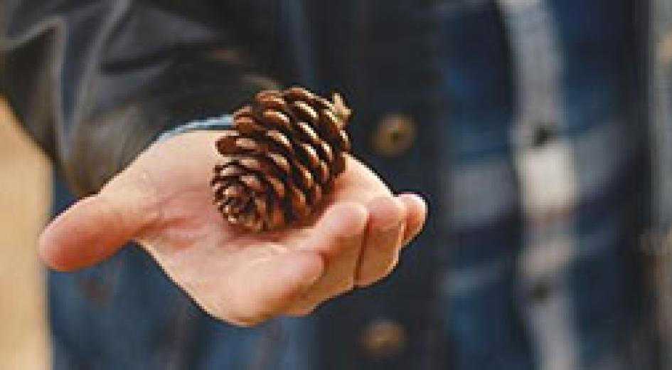 K-12 Forest Education Opportunities