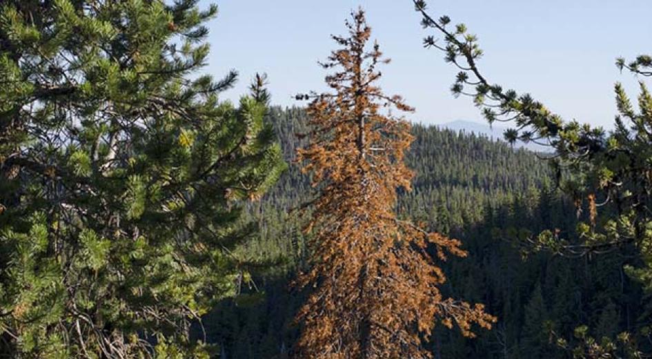 zombie tree