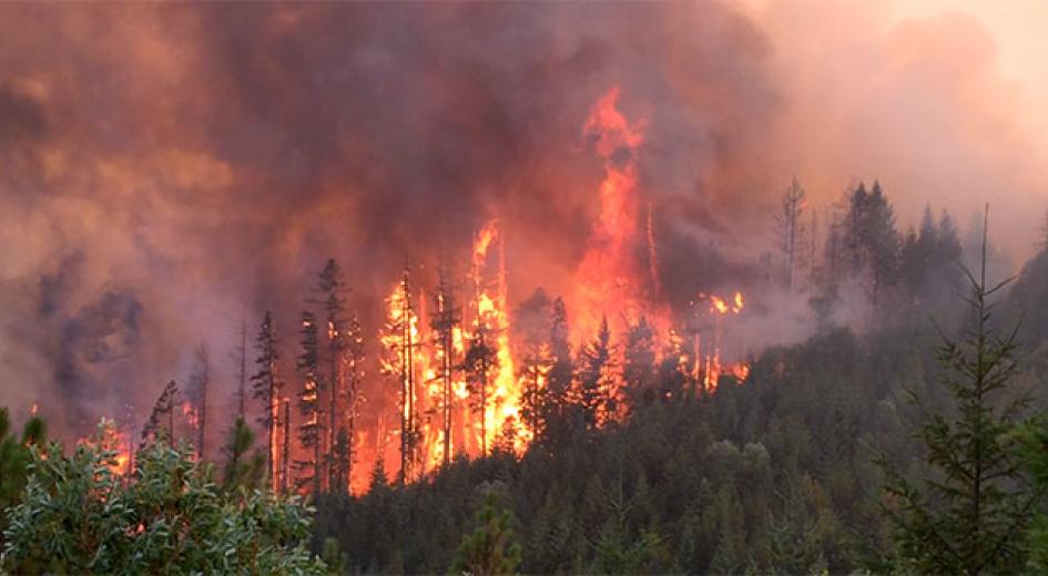Wildfire 