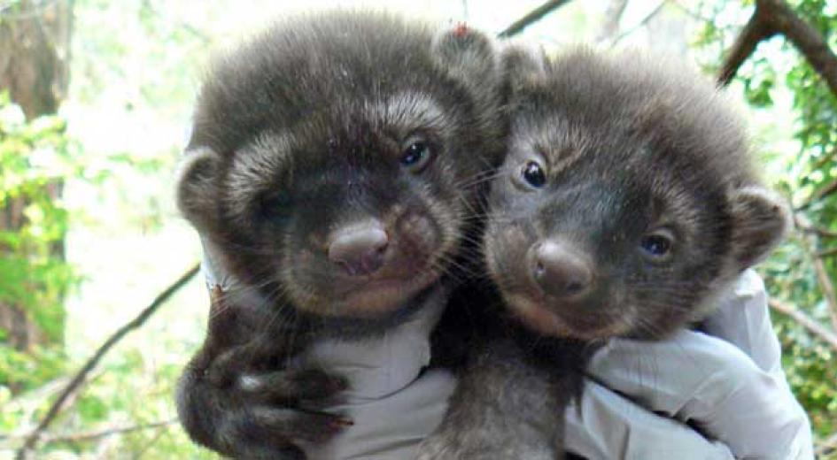 Two young fisher.