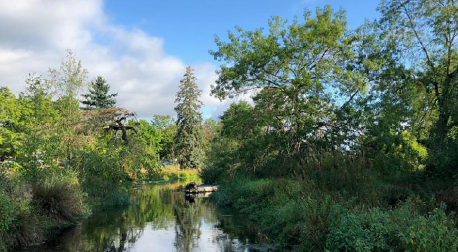 Trees and bushes reflecting in a pool of water.