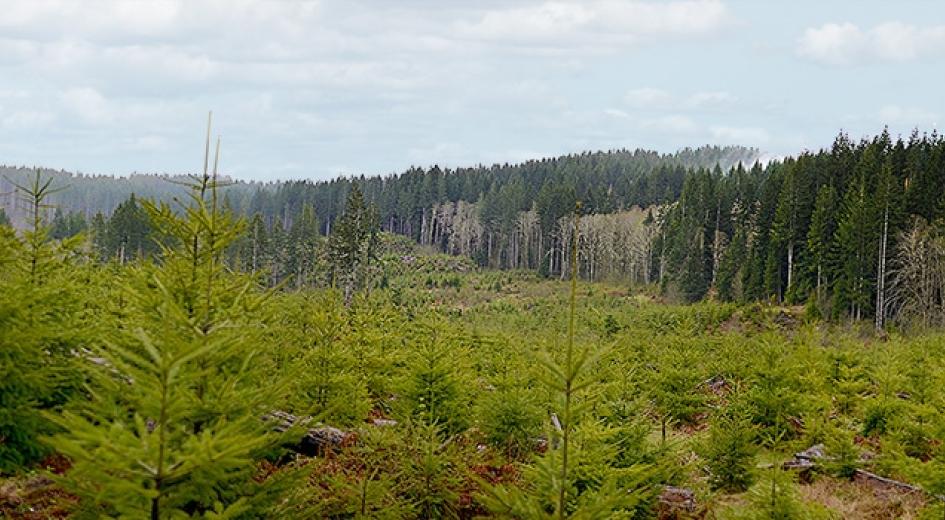 Forest