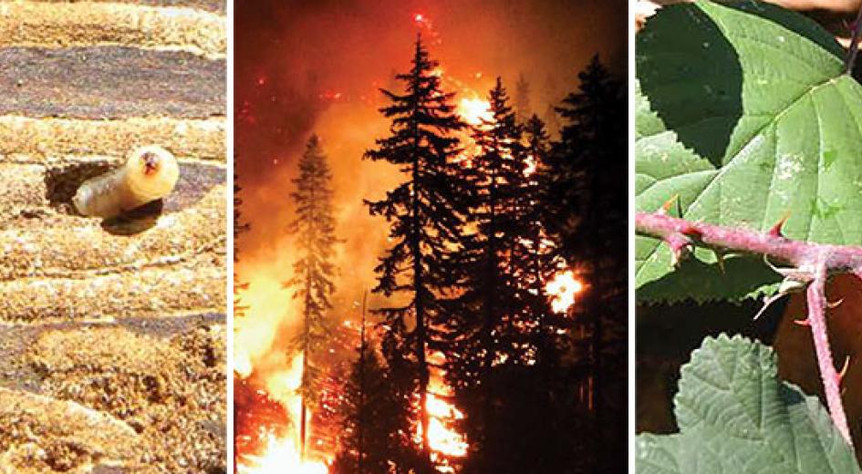 Three photos collaged into one: worms in wood, fire in a forest, and bugs on a leaf.