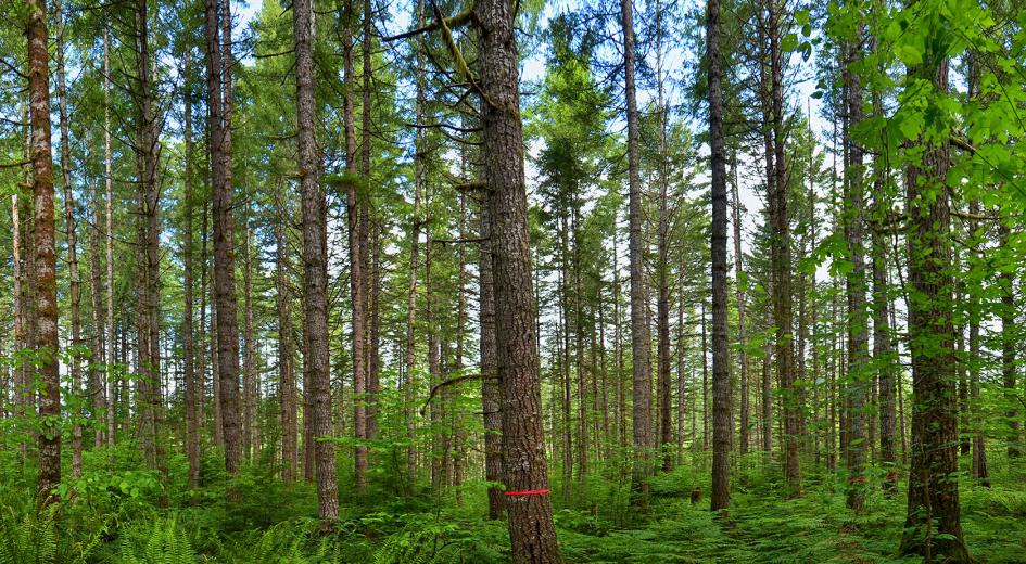 A forest