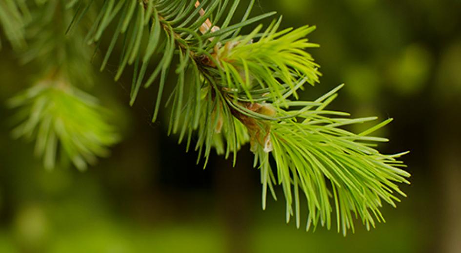 close up a tree tip