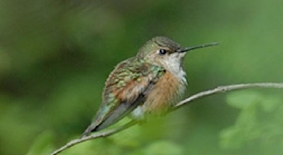 a bird in a tree