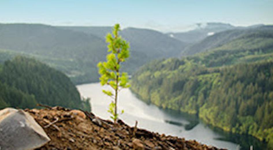 a sapling growing on a cliff in the forest