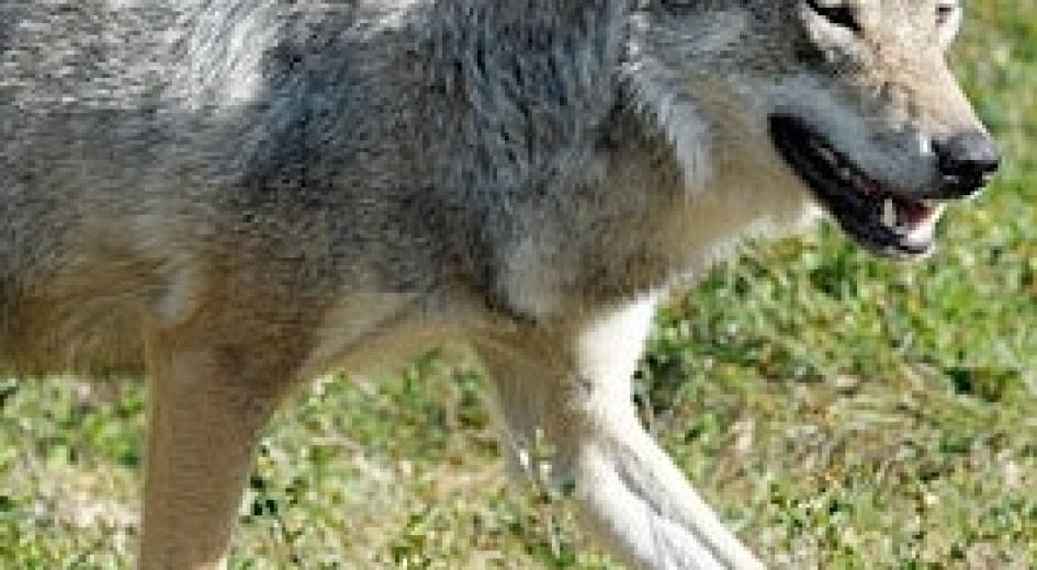 Wildlife of Oregon’s forests | Oregon Forest Resources Institute
