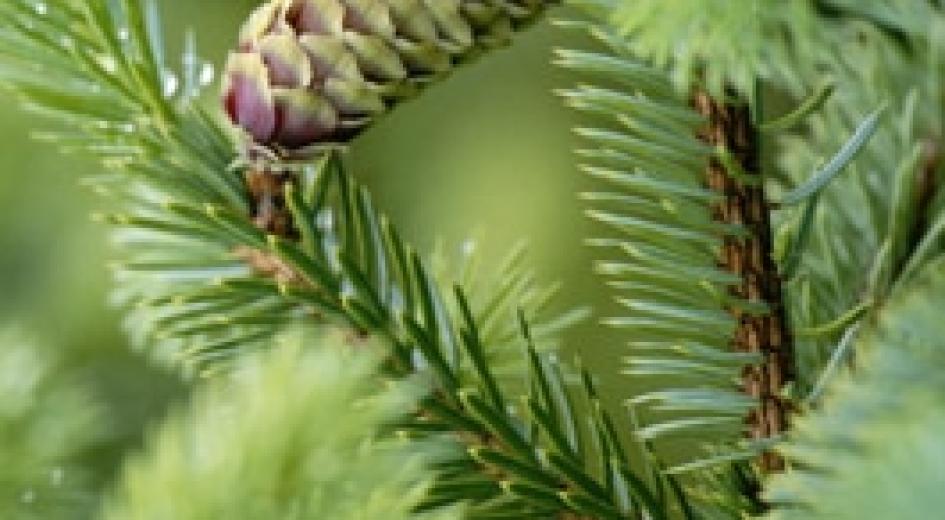 "