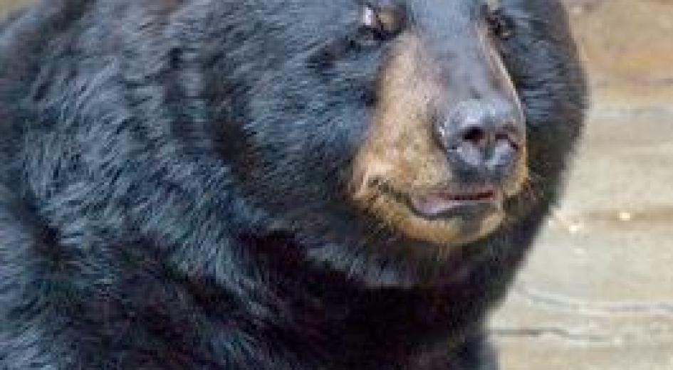 Wildlife of Oregon’s forests | Oregon Forest Resources Institute