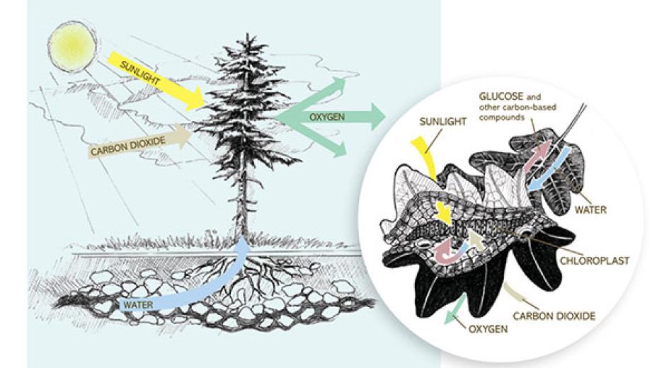 leaf diagram