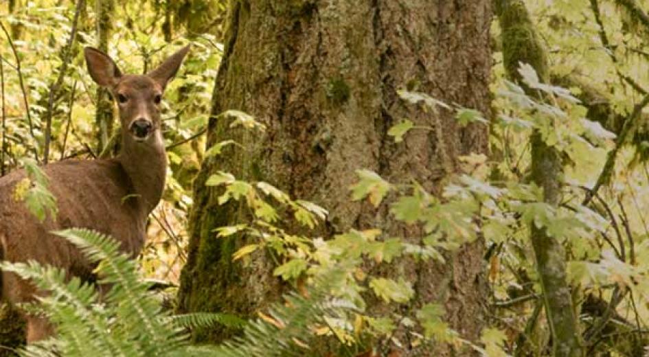 Deer
