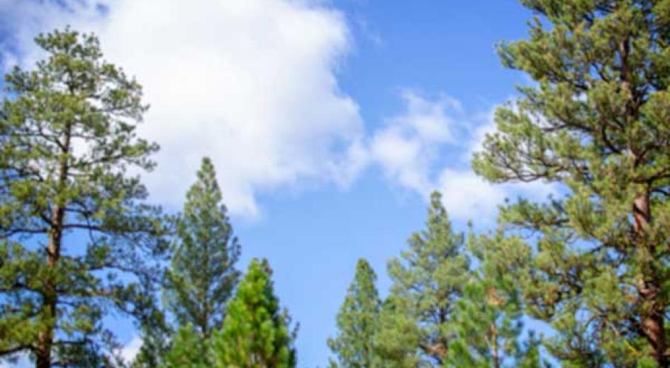 Eastern trees