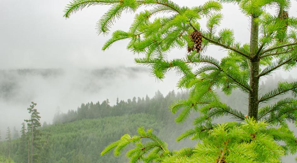 Foggy Cones