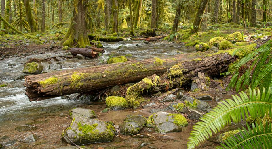 Log Creek
